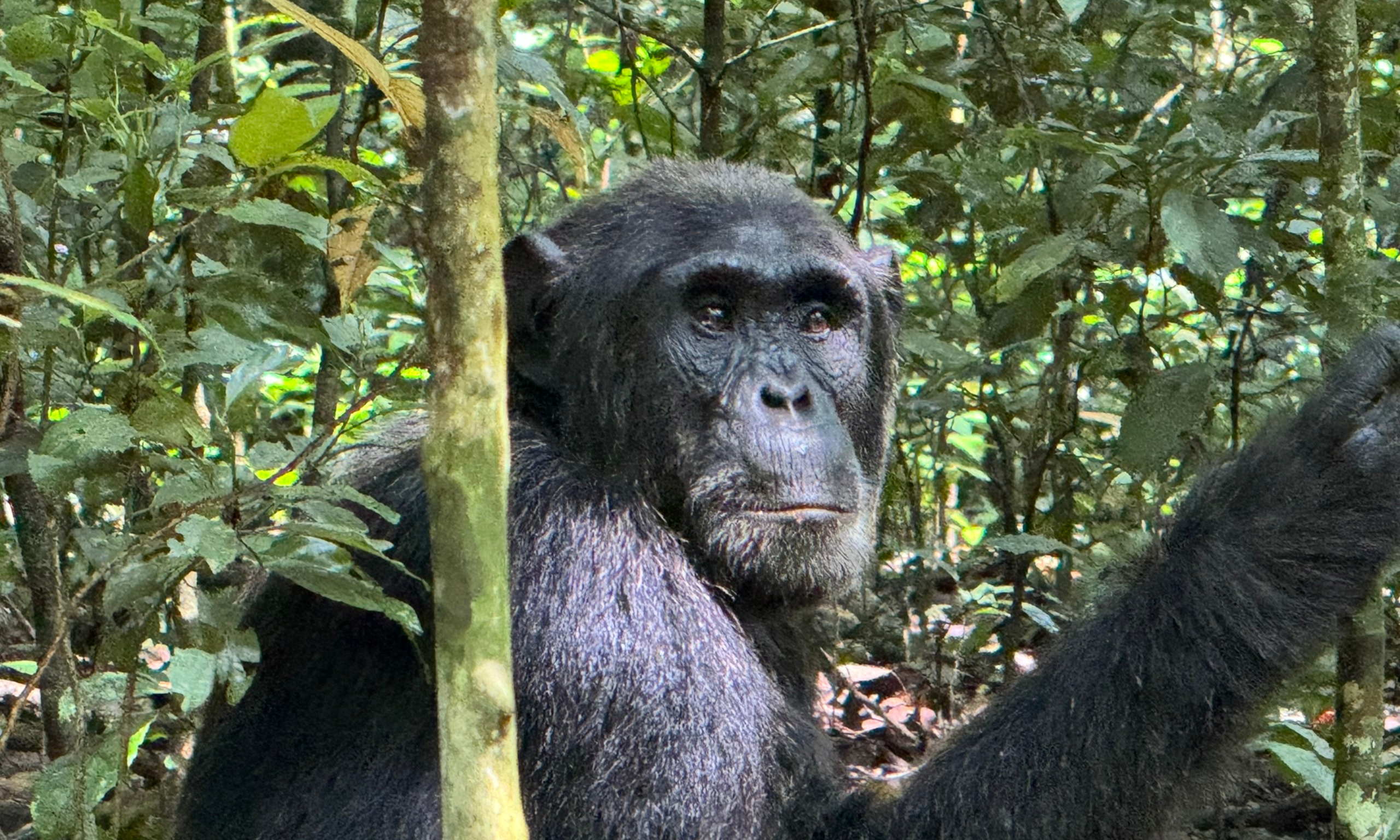Escenas del Parque Nacional Kibale mostrando densos bosques, chimpancés y otras especies de vida silvestre
