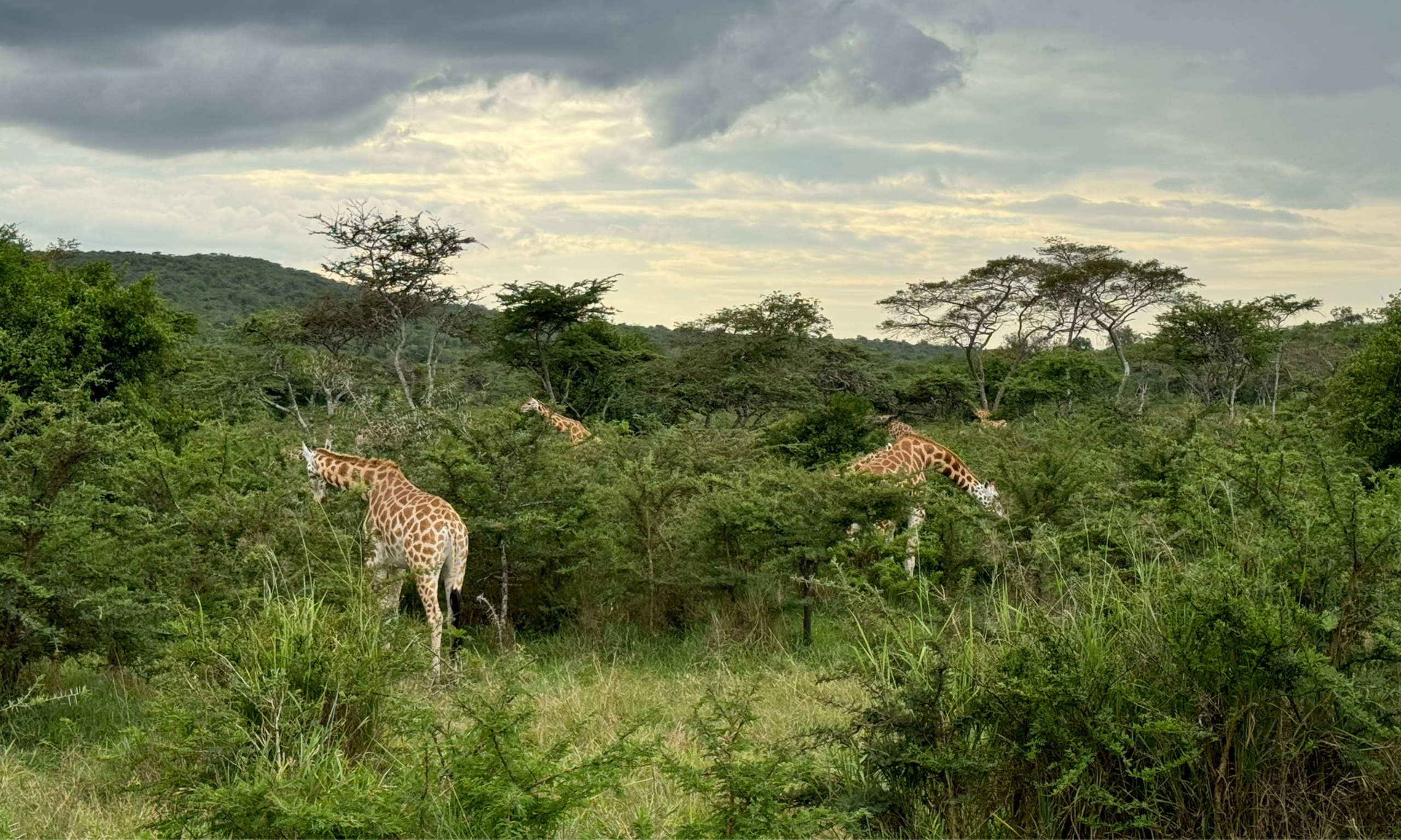 Vistas del Parque Nacional Lake Mburo, mostrando su diversidad de fauna, lagos serenos y actividades de safari