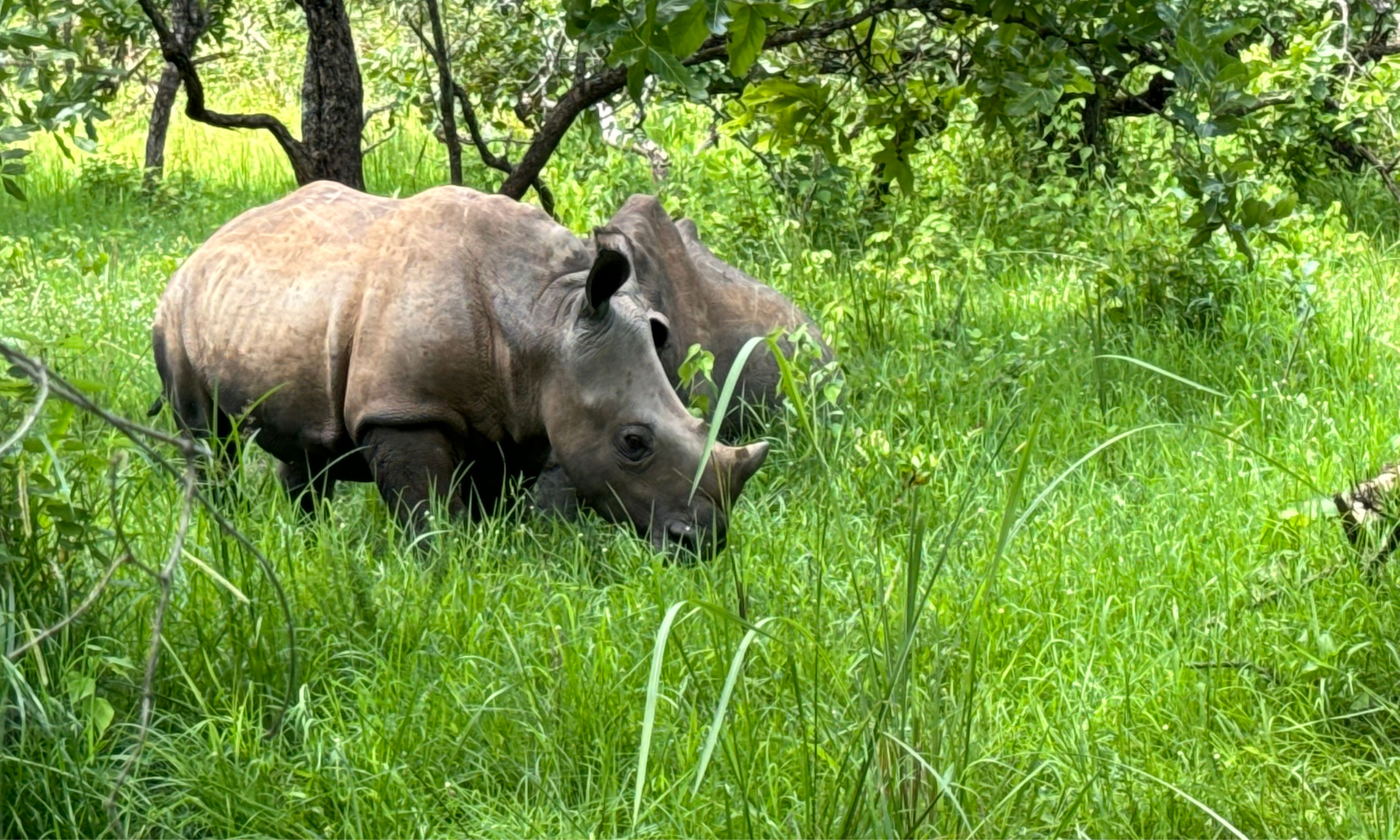 Dos rinocerontes descansando en un santuario natural cubierto de hierba verde en Ziwa Rhino Sanctuary Uganda