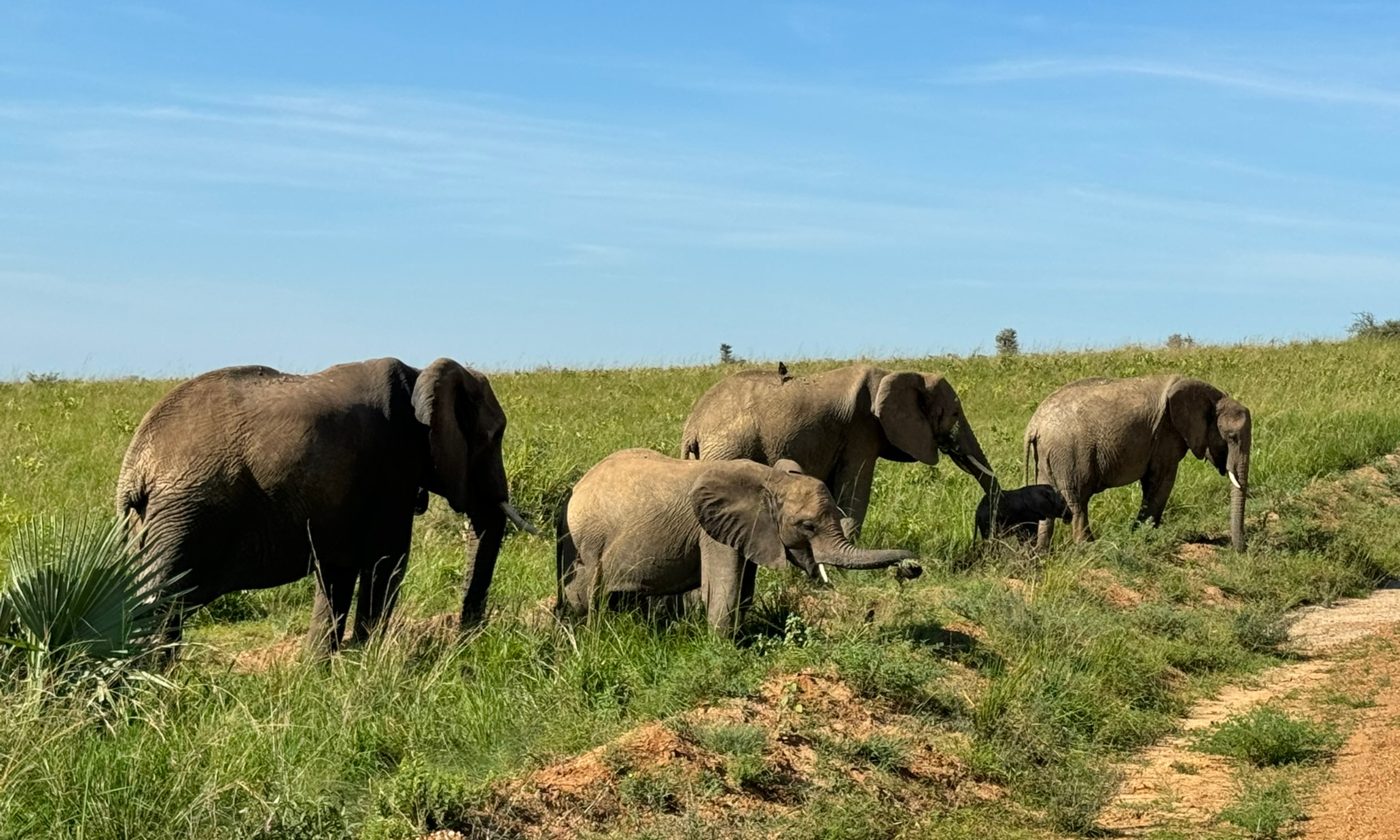 Escenas variadas del Parque Nacional Murchison Falls, destacando safaris, la vida silvestre africana y las cataratas monumentales